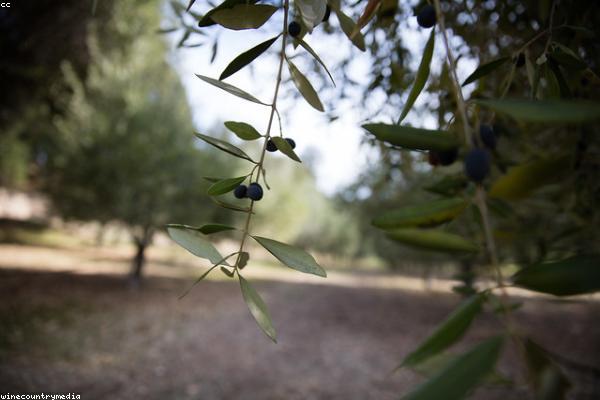 Olive oil with fresh olives